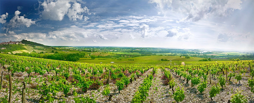 Gitton Père et Fils i Sancerre